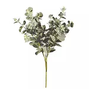 Spray Eucalyptus Stem