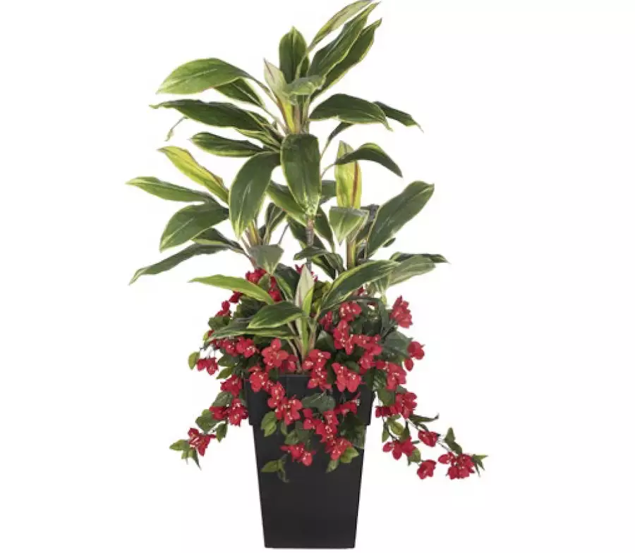 52" Red Bougainvillea & Cordyline Potted