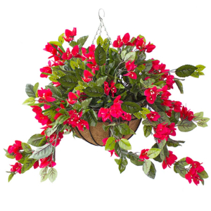 Hanging Basket Red Bougainvilleas