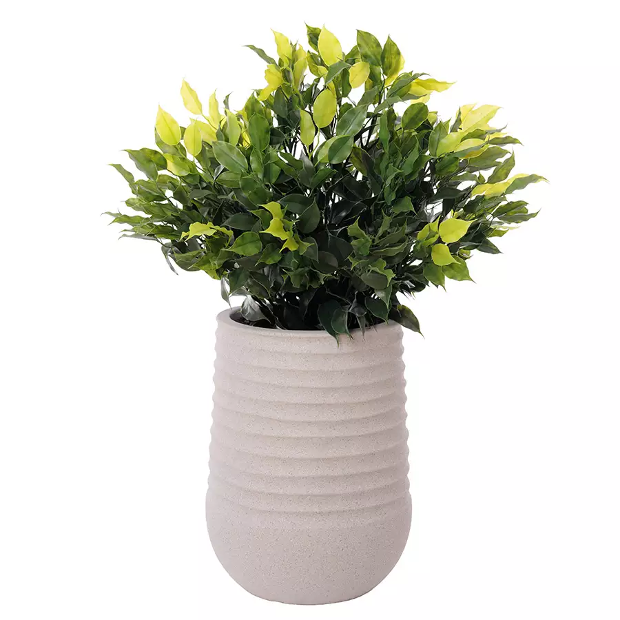Potted Fiscus Topiary Grey Recycled Pot, 28\