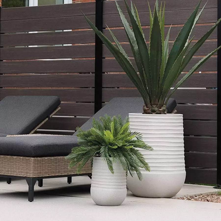 Green Agave Americana With Grey Terrazzo Beige Pot, 65