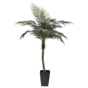 8' Phoenix Palm Tree Potted