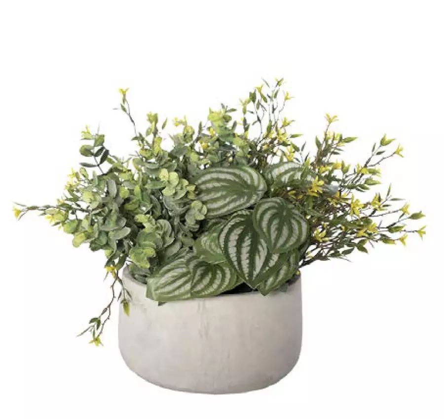 Peperomia Foliage Arrangement, Small Yellow Flower, 14" x 14"