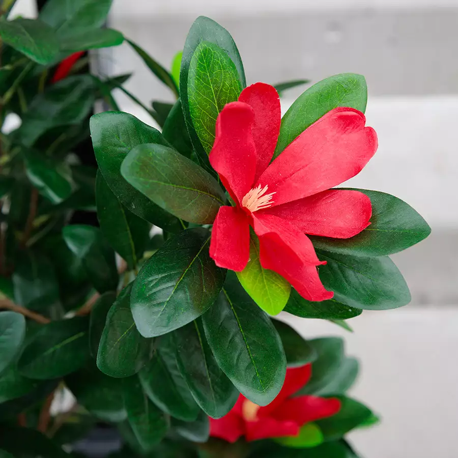 5' Red Rhododendron Potted Plant