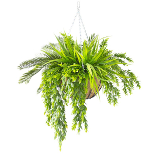 Hanging Basket Cycas Palm & Mixed Greenery
