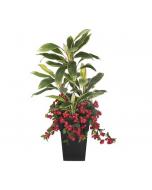 52" Red Bougainvillea & Cordyline Potted