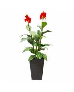 6' Canna Red Flower Potted