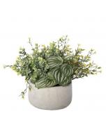 Peperomia Foliage Arrangement, Small Yellow Flower, 14" x 14"