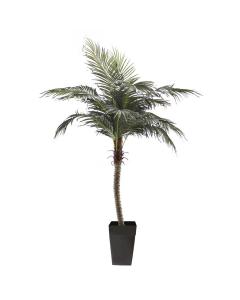 Phoenix Palm With Grey Terrazzo Beige Pot, 96"