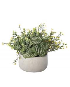 Peperomia Foliage Arrangement, Small Yellow Flower, 14" x 14"