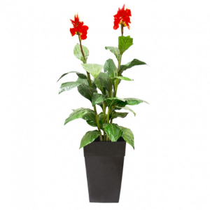 6' Outdoor Planter Canna Red Flower